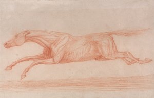Studie eines Rennpferdes in Aktion - Galoppieren nach links, eine halb-anatomische Studie, mit abgezogener Haut